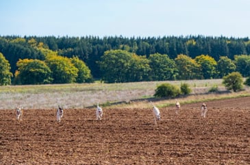 Tim Bonner: Hunting, pylons and rural resistance