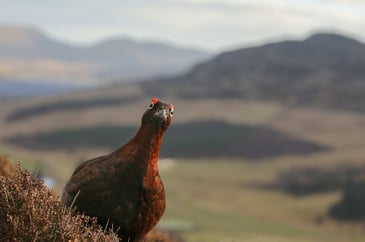 Shooting's end of season round-up 2025-26