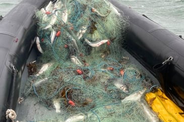 Countryside Alliance Ireland welcomes launch of anti-poaching taskforce in Co Down