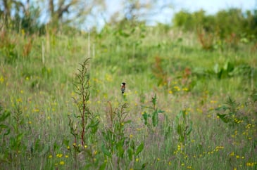 Tim Bonner: Rewilding in Mayfair