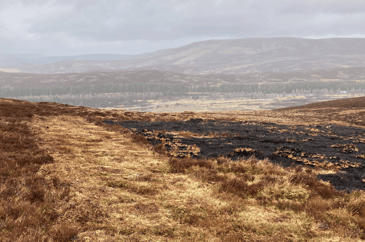 NatureScot announce new licensing scheme for muirburn