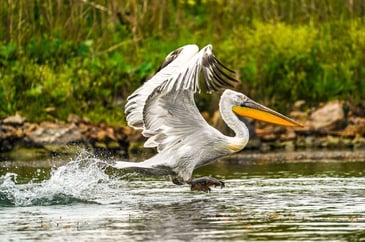 Tim Bonner: Pelicans and profit - the rewilding scam