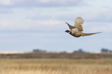Flying pheasant