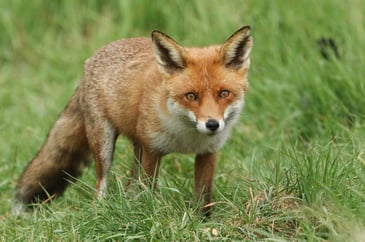 Fox in the grass