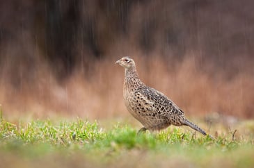 Hen pheasant in the rain