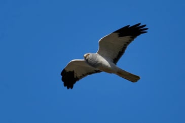 Tim Bonner: RSPB not happy about more hen harriers