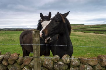 New equine 'Single Lifetime Identification Document': What all horse owners in Northern Ireland must know