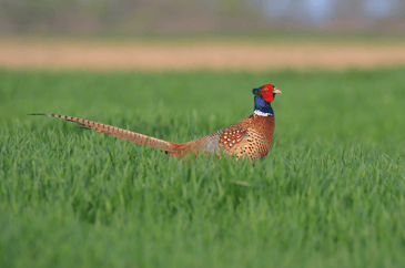Pheasant in green surrounds