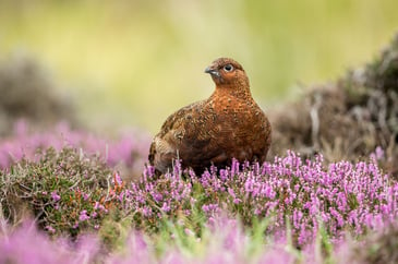 Red Grouse in heather