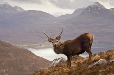 Changes to deer management legislation in Scotland
