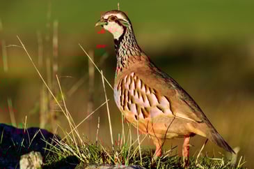 Natural England rule out gamebird release in many more SPAs