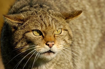 Tim Bonner: Wildcats or feral cats? A conservation conundrum