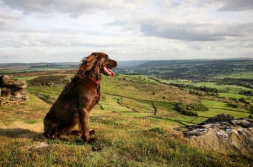 Scottish Countryside Alliance and SACS submit joint response to consultation for the Welfare of Dogs (Scotland) Bill