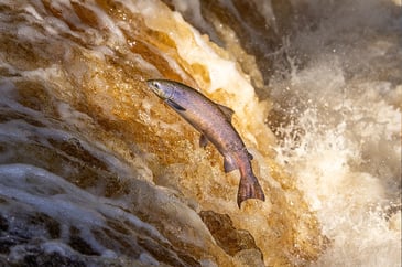 Atlantic salmon populations remain in a critical state across Wales