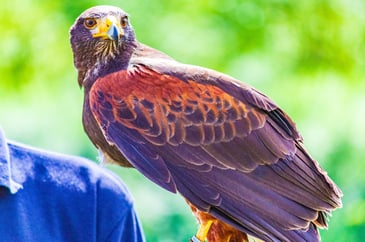 Alliance hits back at council decision to scrap falconry show after activist pressure