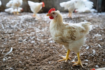 Tim Bonner: Our roast chicken and bacon sandwiches can’t be bought