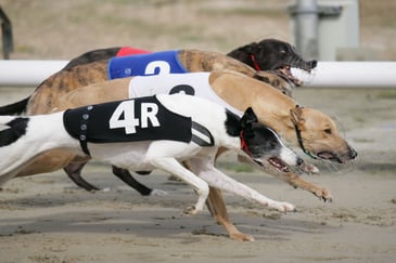 Tim Bonner: Greyhound racing fights back