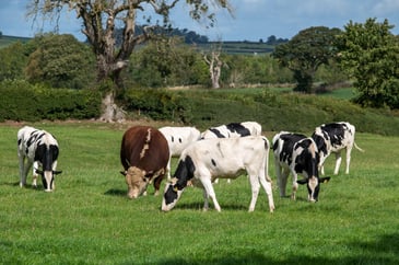 Badger culling back on Welsh bovine TB agenda