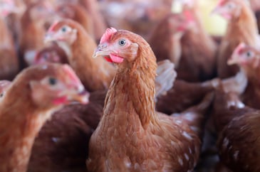 Wales - new avian influenza rules