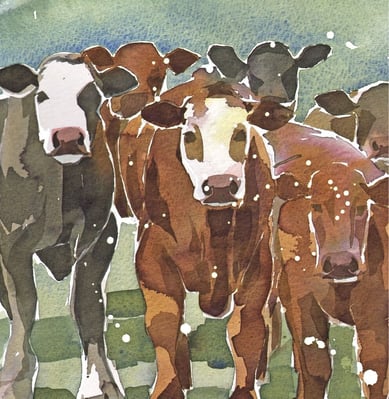 Christmas Cards 2025 - Curious Cattle.pdf