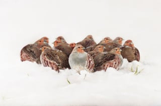 Huddled Covey of Grey Partridge - Anna Clare Lees-Buckley - Shooting_1400x930px
