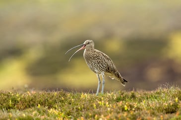 Roger Seddon: Curlews, the facts and Andy Burnham