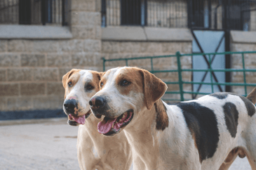 Progress and pedigree: the making of a champion