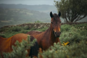 Dartmoor ponies saved!