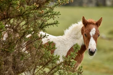 Dartmoor ponies: what’s really happening