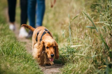 Committee declines endorsement of Hunting with Dogs Bill amid legal and enforcement concerns