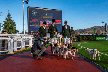 Beagles being interviewed at Cheltenham Countryside Day 2023