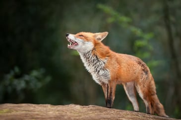Support vital wildlife monitoring – take part in the DAERA Foxline scheme
