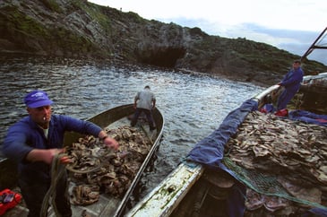 Tim Bonner: The politics of heather burning and the guga hunt