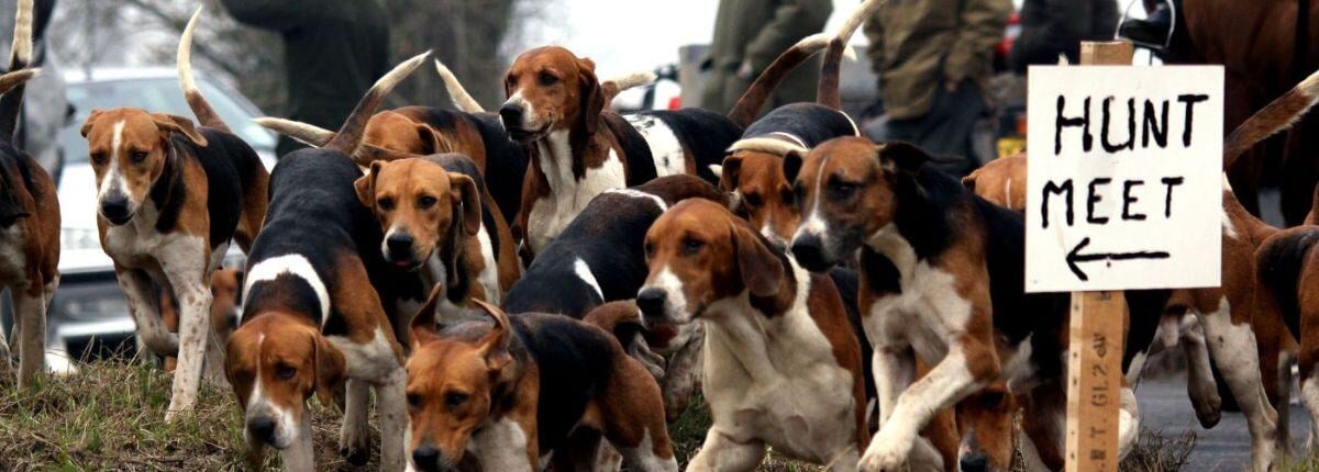 Hunt meet with hounds_EDITORIAL ONLY_Shutterstock_October 2023_eLobby banner