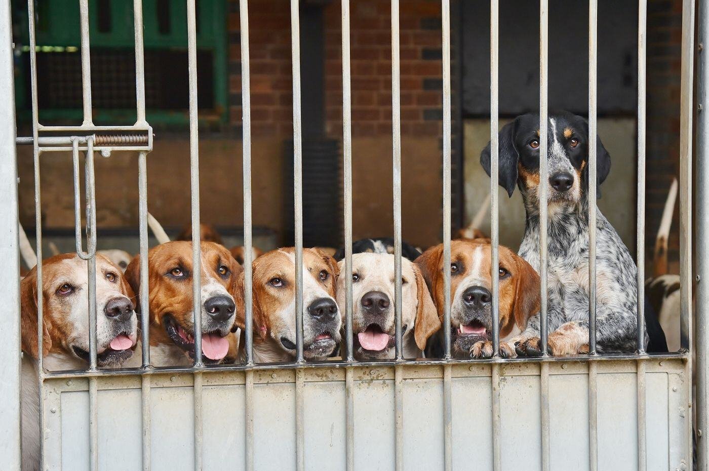 Hounds in kennels_Shutterstock_February 2025_1400x930px