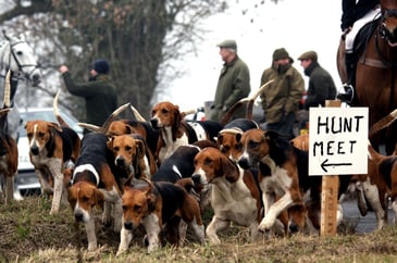 Hounds at a hunt meet with spectators