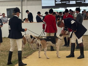 Tim Bonner: Hounds, politics and the gathering storm