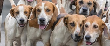Northern Ireland: MLAs vote against proposed ban on hunting with dogs