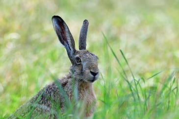 Lack of action on illegal hare poaching is not good enough says Countryside Alliance