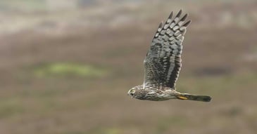 The cyclical nature of hen harrier breeding success