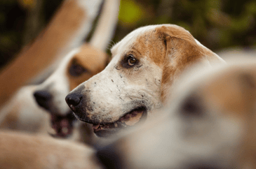 Scottish Countryside Alliance response to Hunting with Dogs Licensing Review 2026