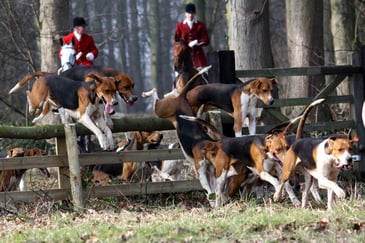 How you can support the Campaign for Hunting in 2022