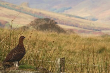 Countryside Alliance correct false grouse claims made in Parliament