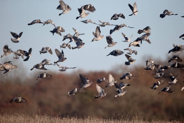 ROI voluntary reporting under the NPWS General Wild Bird Declaration continues for 2025