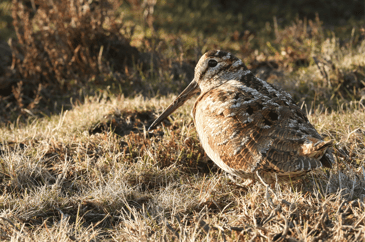 Defra launches consultation on bird shooting seasons