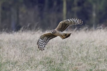 Another record year for hen harriers – again with no thanks to the RSPB