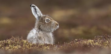 Tim Bonner: Mountain Hare control in Scotland