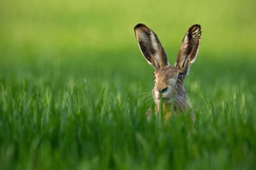 Hare Poaching