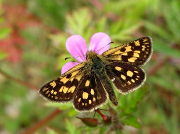 British butterfly numbers increase after unusually warm & wet summer