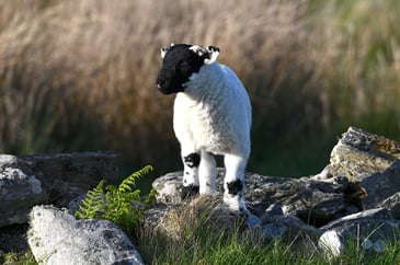 Bluetongue adds to the pressure on Britain’s farmers